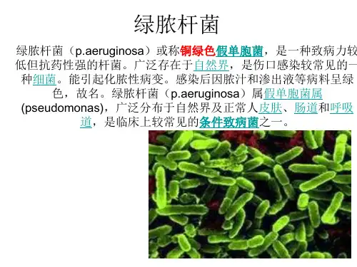 绿脓杆菌