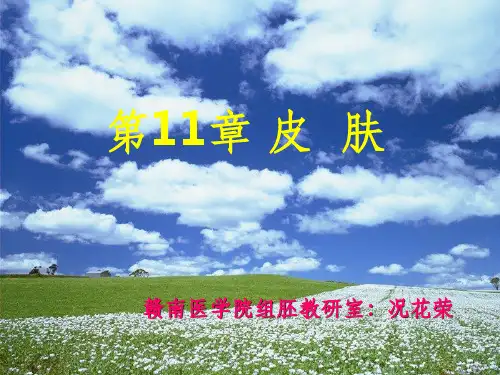 组织学与胚胎学  皮肤