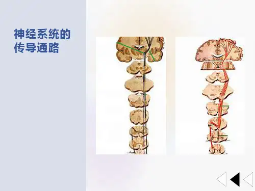 神经系统的传导通路