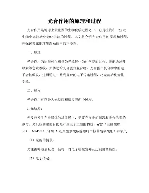 光合作用的原理和过程