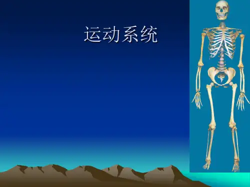 系统解剖学之运动系统