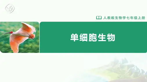 七年级-人教版-生物-上册-第四节-单细胞生物