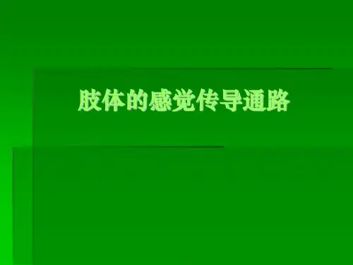 肢体的感觉传导通路
