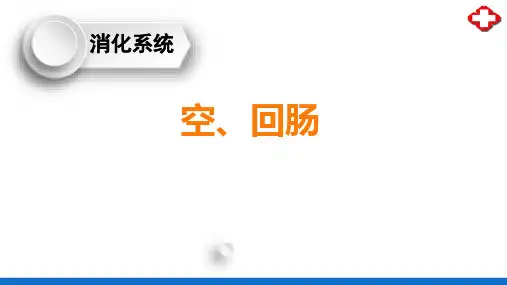 消化系统—小肠(正常人体结构课件)
