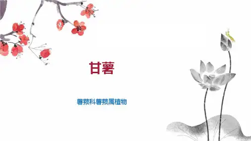 甘薯    