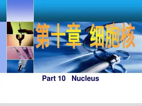 细胞生物学细胞核