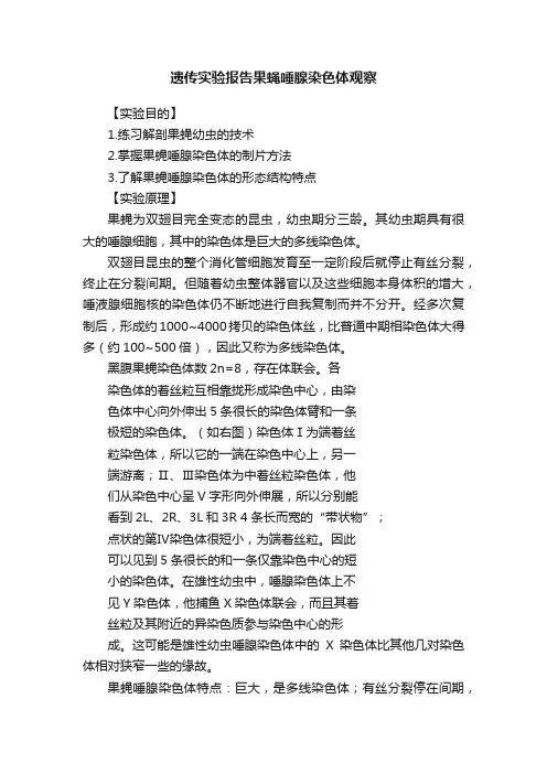 遗传实验报告果蝇唾腺染色体观察