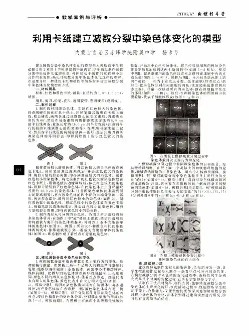 利用卡纸建立减数分裂中染色体变化的模型