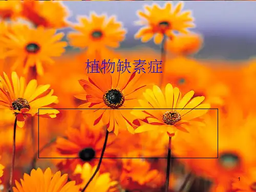 植物营养   植物缺素症状表现 ppt