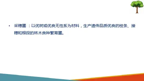 良种基地建设—采穗圃(林木种苗生产技术课件)