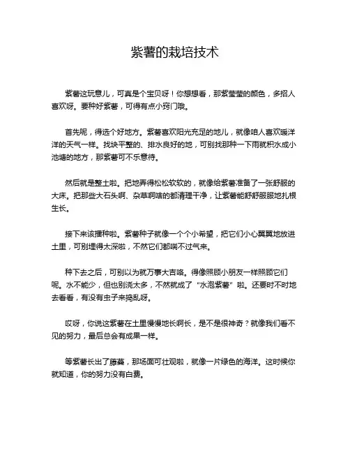 紫薯的栽培技术