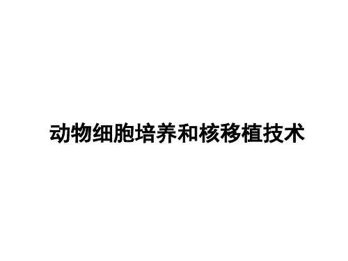 动物细胞培养和核移植技术课件
