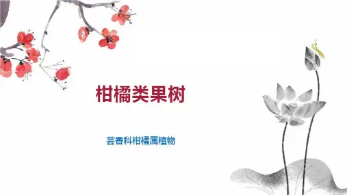 柑橘类果树 