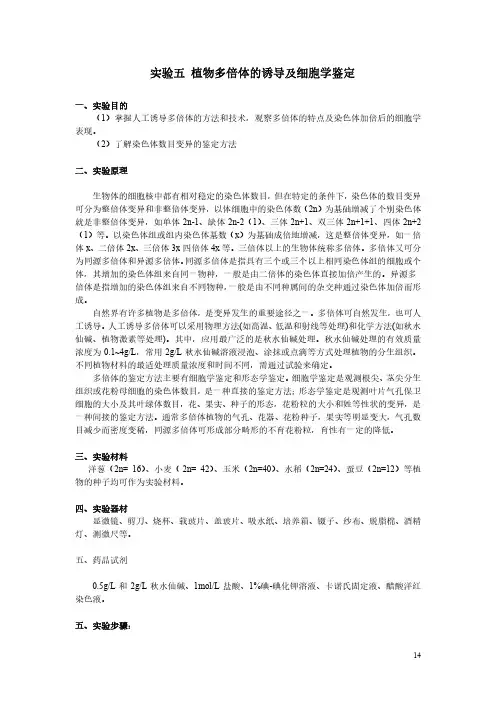 实验五 植物多倍体的诱导及细胞学鉴定