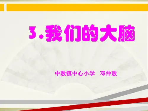 3、《我们的大脑》课件PPT