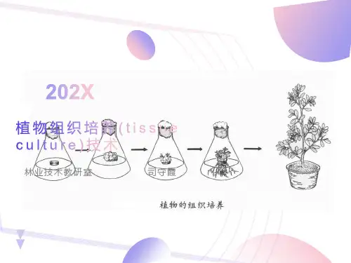 植物组织培养tissueculture技术
