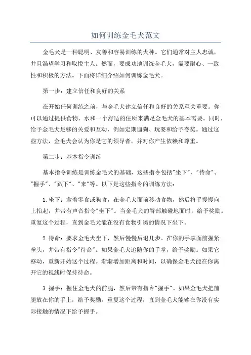 如何训练金毛犬范文
