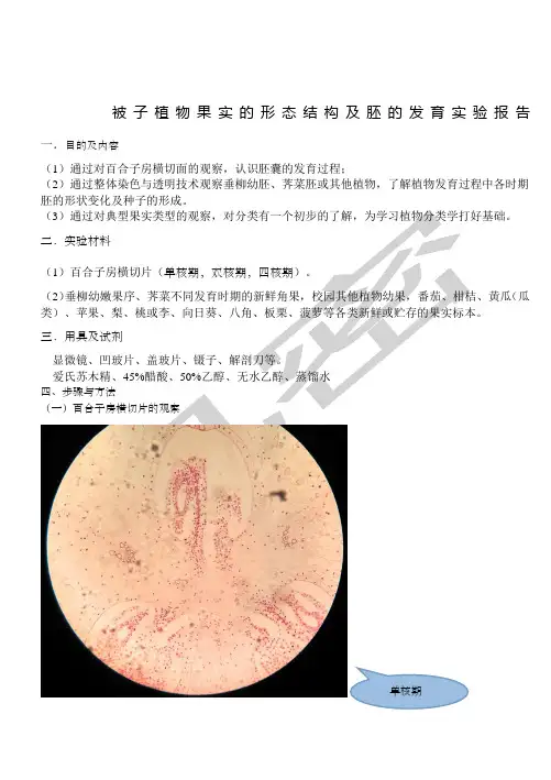 被子植物果实的形态结构及胚的发育实验报告