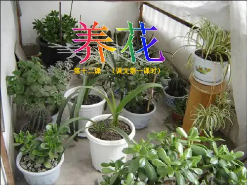 《养花》解读