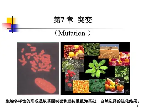 分子遗传学第7章基因突变与重组-遗传学剖析