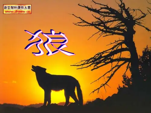 《狼》中考复习课件