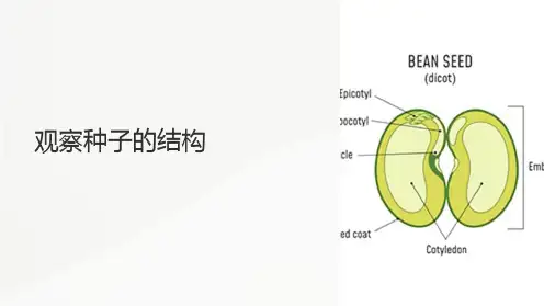 《观察种子的结构》课件