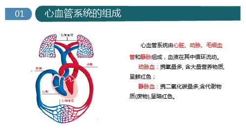 心脏的基本解剖精品课件