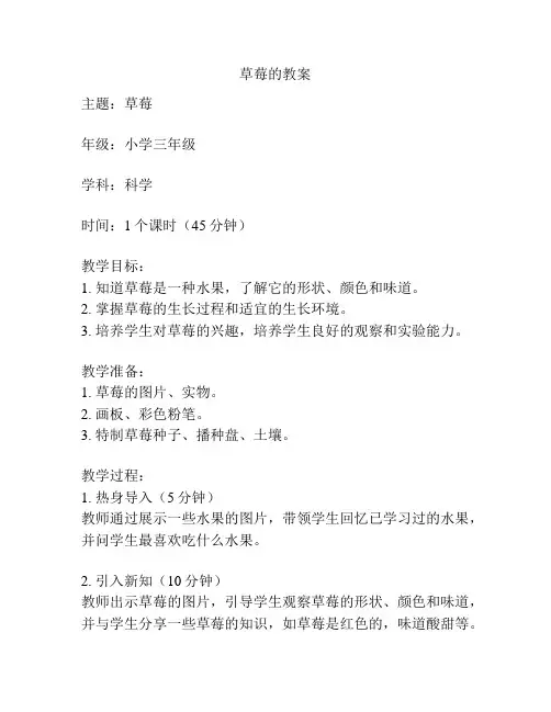 草莓的教案