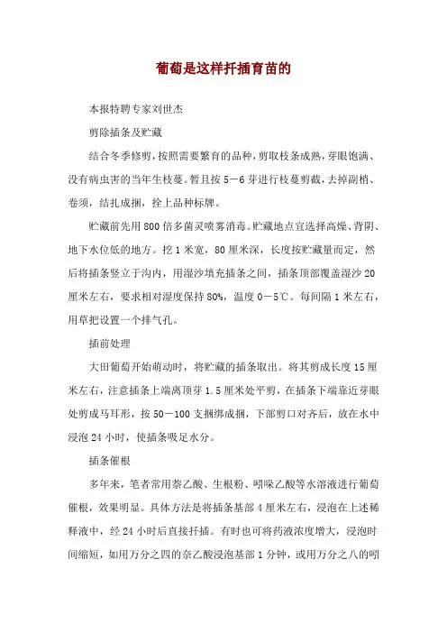 葡萄是这样扦插育苗的