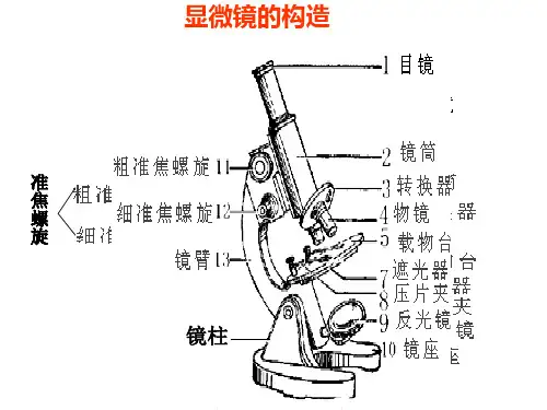 六年级科学上册实验