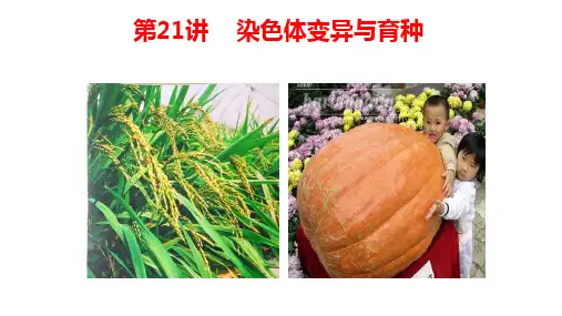 高考生物一轮复习课件：第21讲染色体变异与育种2