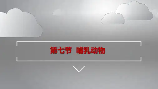 哺乳动物  课件  2021-2022学年人教版八年级生物上册