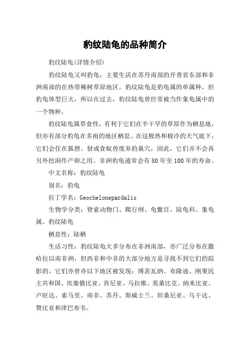 豹纹陆龟的品种简介