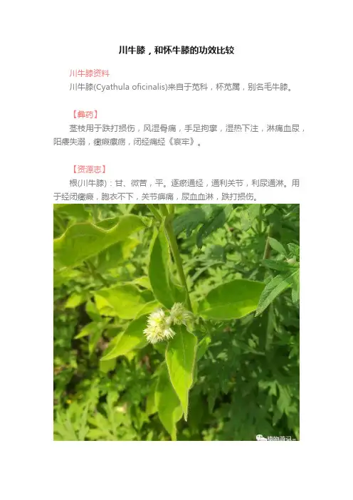 川牛膝，和怀牛膝的功效比较