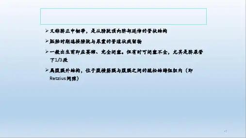 脐尿管干货分享