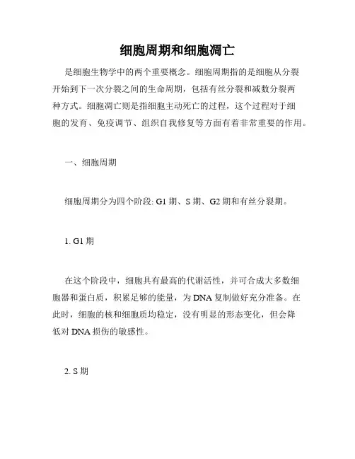 细胞周期和细胞凋亡
