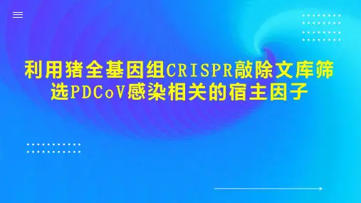 利用猪全基因组CRISPR敲除文库筛选PDCoV感染相关的宿主因子