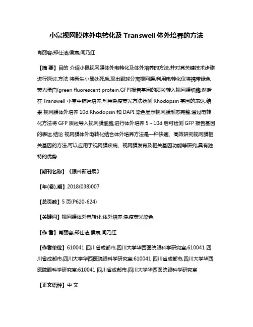 小鼠视网膜体外电转化及Transwell体外培养的方法