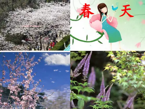《油菜花开了》PPT课件