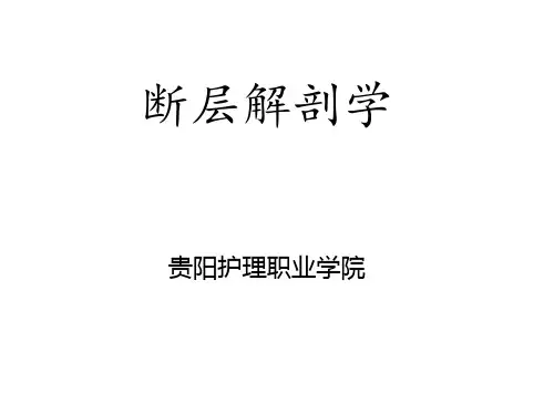 断层解剖学