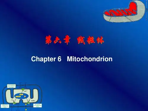 医学细胞生物学  第六章 4节 线粒体与氧化磷酸化
