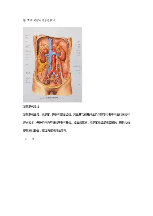 【讲义】4.泌尿系统