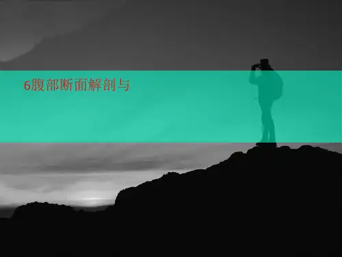 6腹部断面讲义解剖与