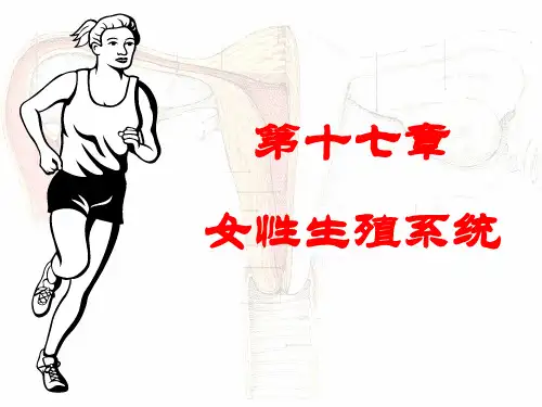 《系统解剖学》女性生殖系统 ppt课件