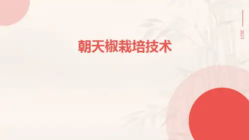 朝天椒栽培技术