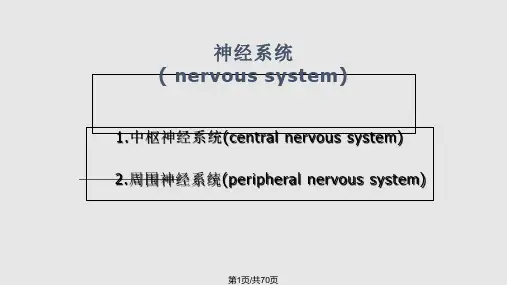 神经系统的体表定位PPT课件