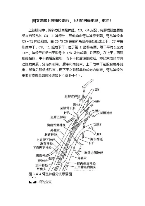 图文详解上肢神经走形，下刀的时候更稳，更准！