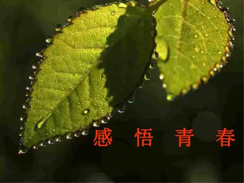 初一政治上学期感悟青春2_2671