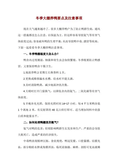冬季大棚养鸭要点及注意事项
