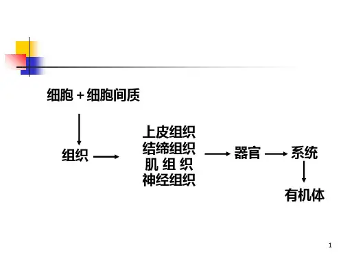 第2章上皮组织PPT课件